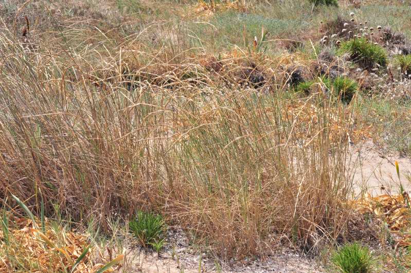 Ammophila arenaria? no, Elymus farctus